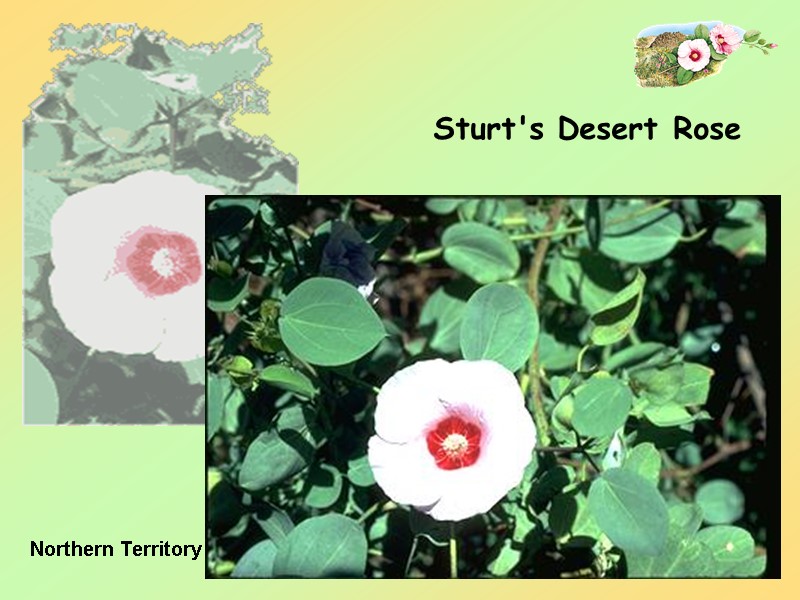 27 Sturt's Desert Rose  Northern Territory